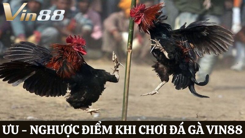 ưu nhược điểm khi chơi Đá gà