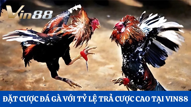 Review Vin88 mới nhất đá gà