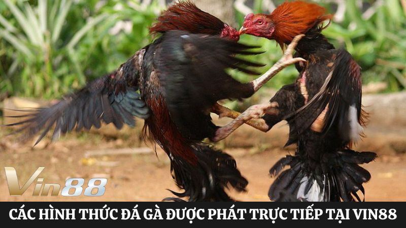 Các hình thức trực tiếp đá gà Vin88