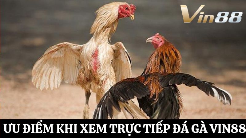 ưu điểm trực tiếp đá gà Vin88