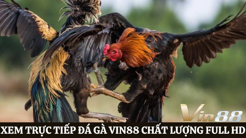 trực tiếp đá gà Vin88 Full HD